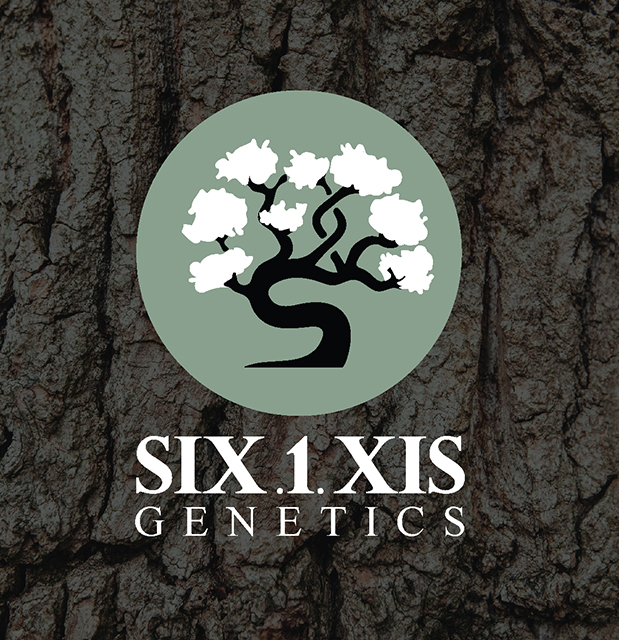six1xis logo design